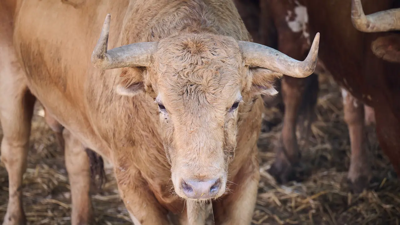 El toro 'Vinaza' (nº 12) de la ganadería de Jandilla (11 de julio), colorado, y de 595 kilos de peso, en los Corrales del Gas de Pamplona para San Fermín 2025. PABLO LASAOSA