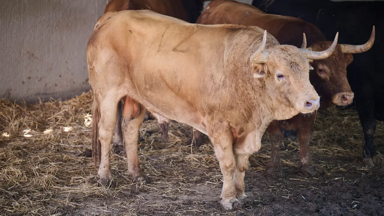 El toro 'Vinaza' (nº 12) de la ganadería de Jandilla (11 de julio), colorado, y de 595 kilos de peso, en los Corrales del Gas de Pamplona para San Fermín 2025. PABLO LASAOSA