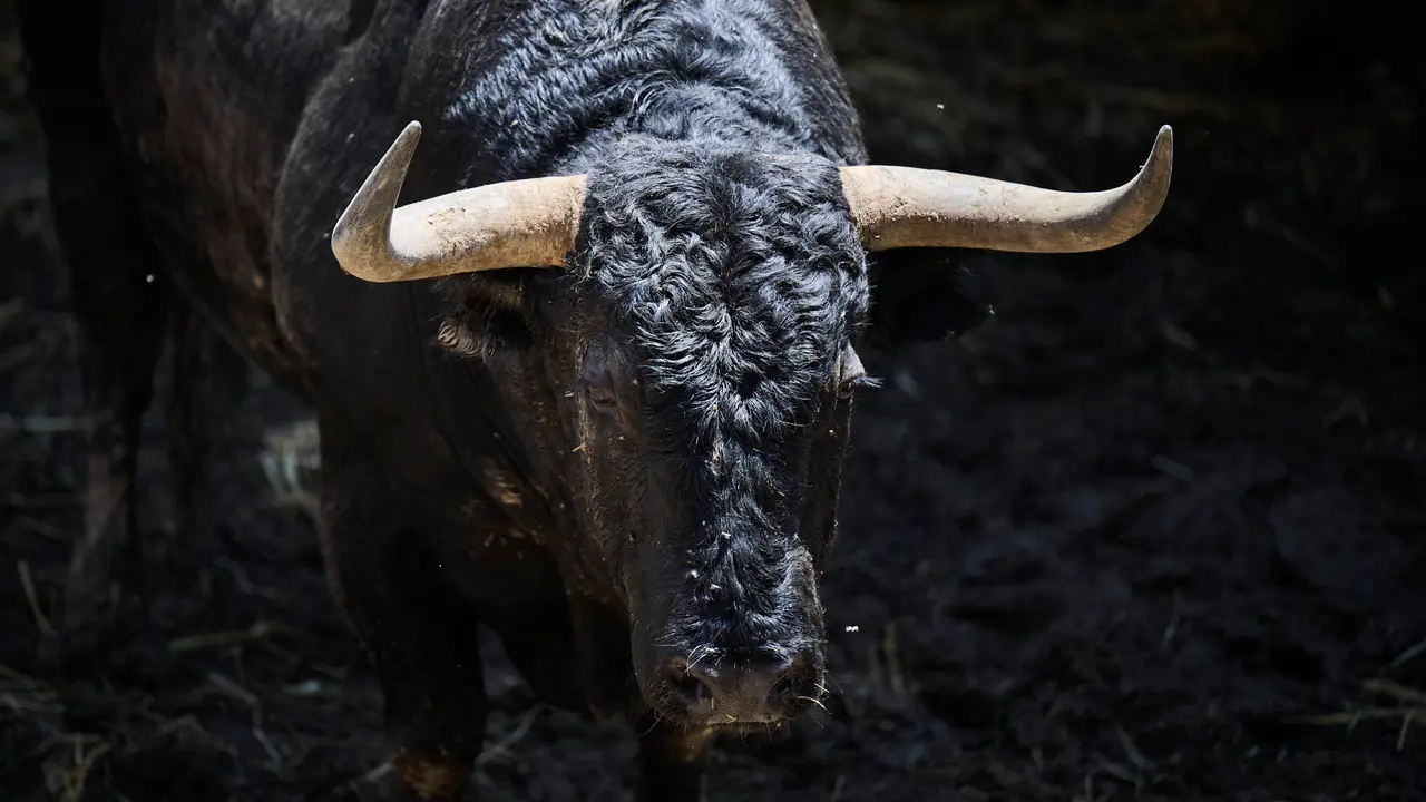 El toro 'Viperino' (nº 63) de la ganadería de Jandilla (11 de julio), negro mulato, y de 535 kilos de peso, en los Corrales del Gas de Pamplona para San Fermín 2025. PABLO LASAOSA