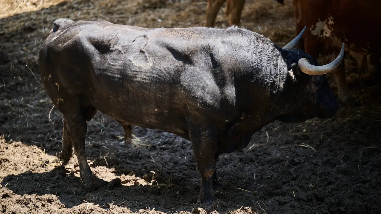 El toro 'Viperino' (nº 63) de la ganadería de Jandilla (11 de julio), negro mulato, y de 535 kilos de peso, en los Corrales del Gas de Pamplona para San Fermín 2025. PABLO LASAOSA