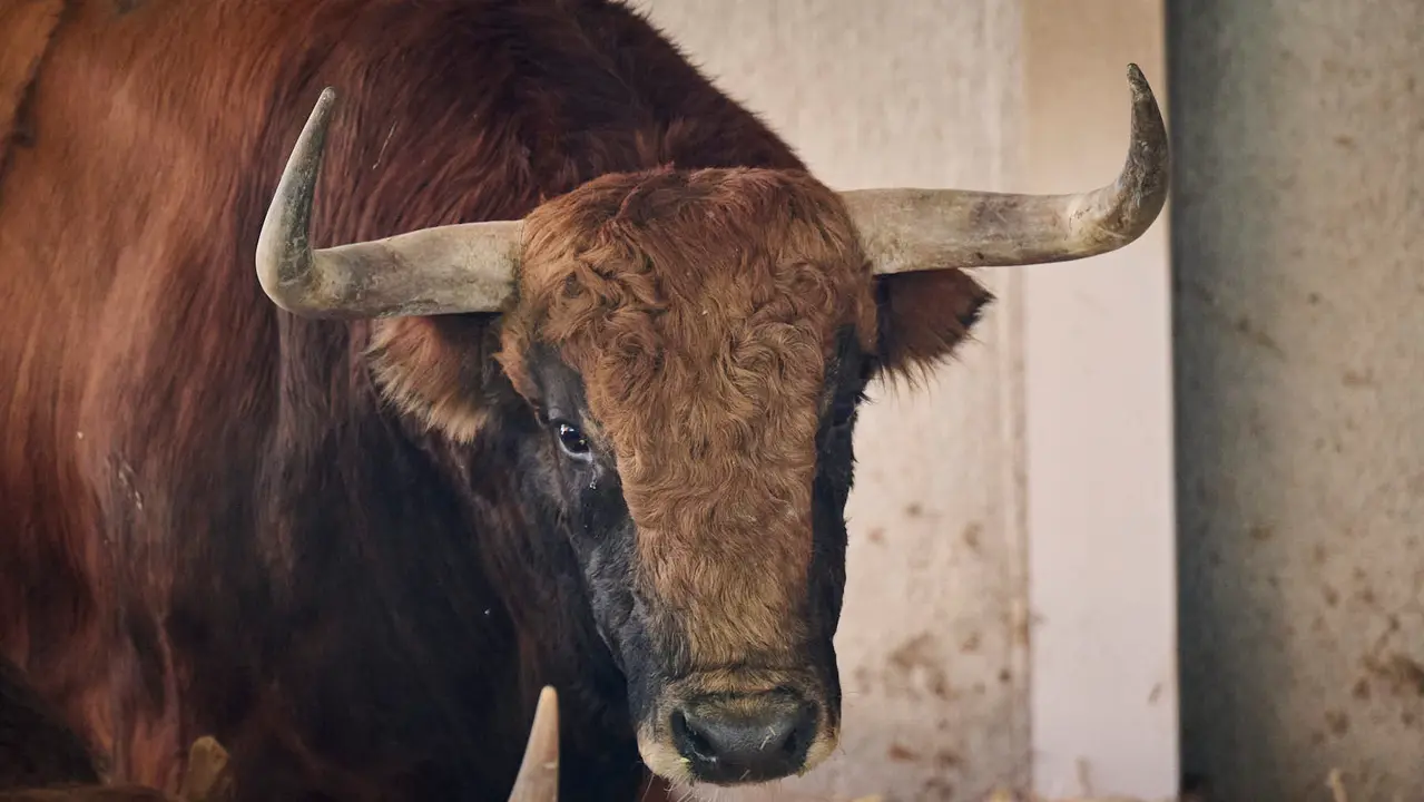 El toro 'Sibarita' (nº 87) de la ganadería de Jandilla (11 de julio), castaño, y de 550 kilos de peso, en los Corrales del Gas de Pamplona para San Fermín 2025. PABLO LASAOSA