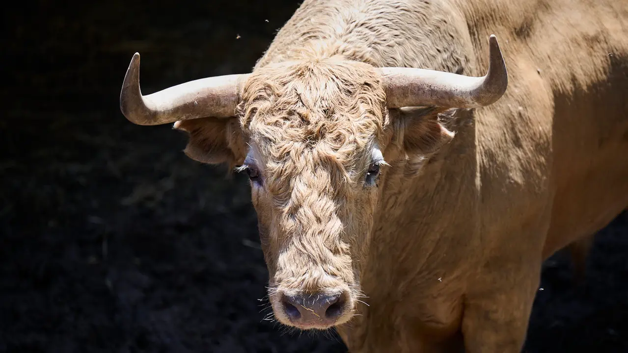 El toro 'Víbora' (nº 90) de la ganadería de Jandilla (11 de julio), albahío, y de 520 kilos de peso, en los Corrales del Gas de Pamplona para San Fermín 2025. PABLO LASAOSA