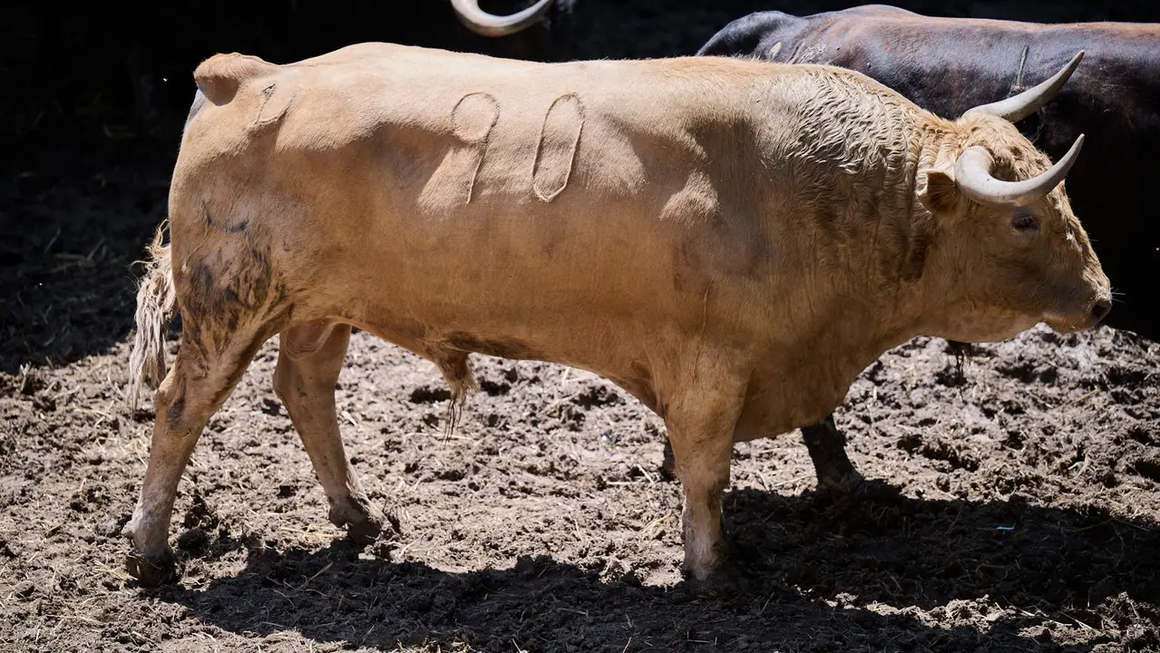 El toro 'Víbora' (nº 90) de la ganadería de Jandilla (11 de julio), albahío, y de 520 kilos de peso, en los Corrales del Gas de Pamplona para San Fermín 2025. PABLO LASAOSA