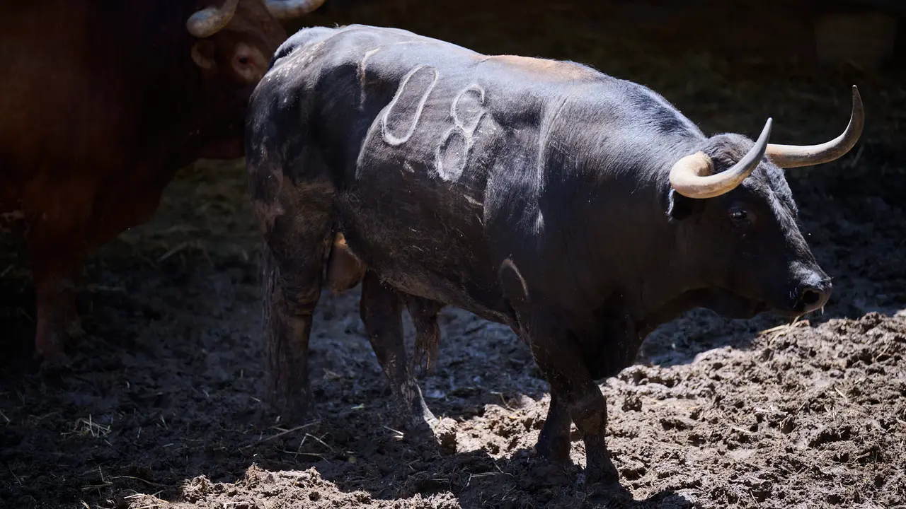 El toro 'Histórico' (nº 108) de la ganadería de Jandilla (11 de julio), negro mulato, y de 555 kilos de peso, en los Corrales del Gas de Pamplona para San Fermín 2025. PABLO LASAOSA