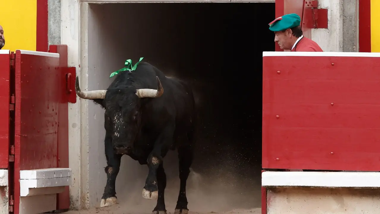 El quinto toro de la ganadería gaditana de Fuente Ymbro sale de toriles para ser lidiado por Alejandro Talavante en la tercera de abono de la Feria de Toro de los Sanfermines 2025 en la que comparte cartel con los diestros Miguel Angel Perera y Daniel Luque. EFE/Jesús Diges