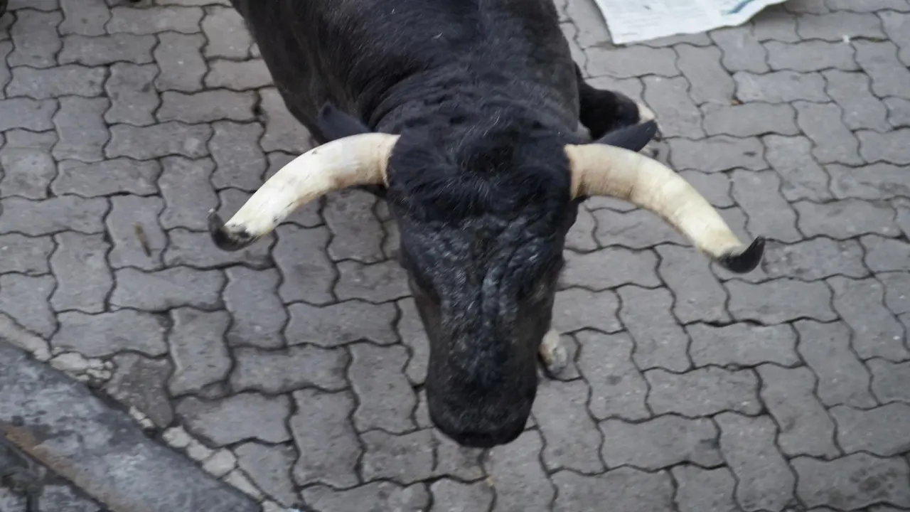 Segundo encierro de San Fermín 2025 el día 8 de julio con toros de Cebada Gago en Telefónica. EUROPA PRESS - EDUARDO SANZ (26)