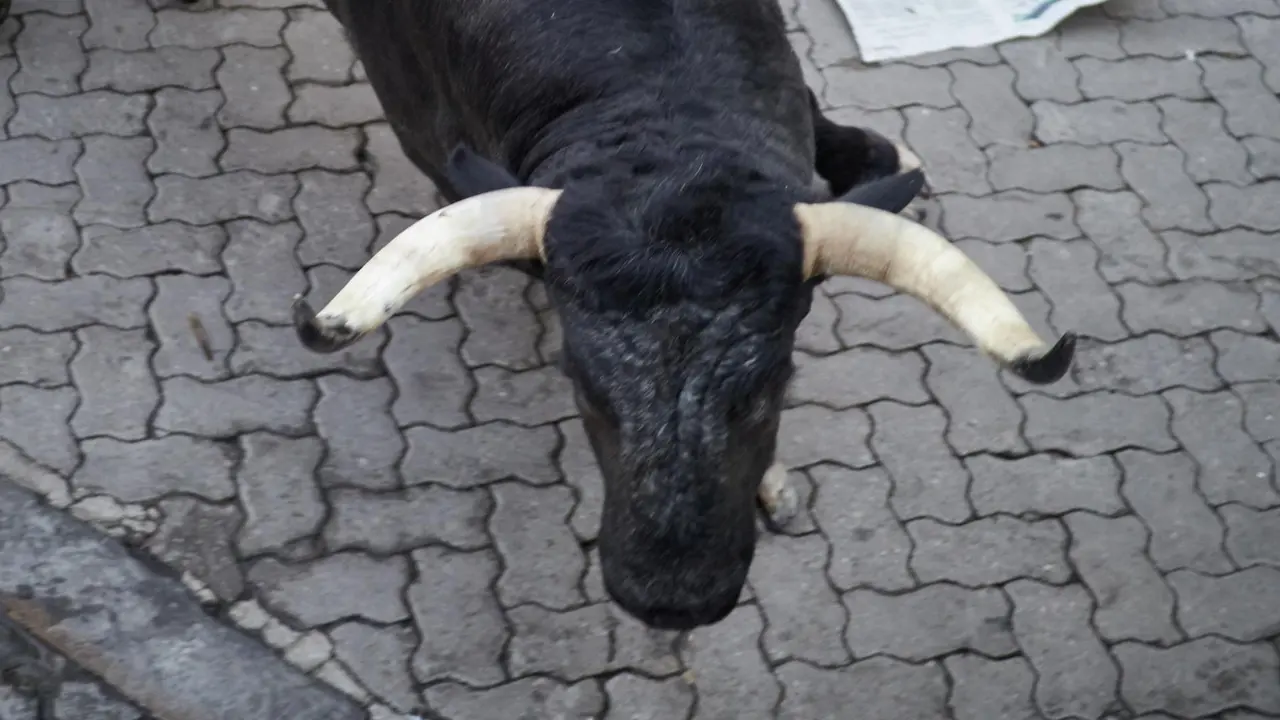 Segundo encierro de San Fermín 2025 el día 8 de julio con toros de Cebada Gago en Telefónica. EUROPA PRESS - EDUARDO SANZ (11)