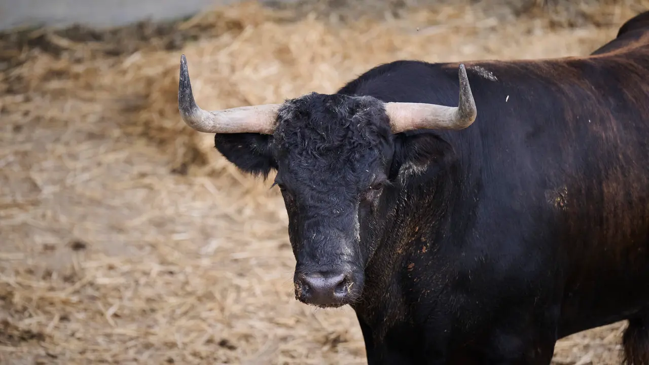 El toro 'Asustado' (nº 3) de la ganadería de Álvaro Núñez (9 de julio), negro mulato chorreado, y de 520 kilos de peso, en los Corrales del Gas de Pamplona para San Fermín 2025. PABLO LASAOSA