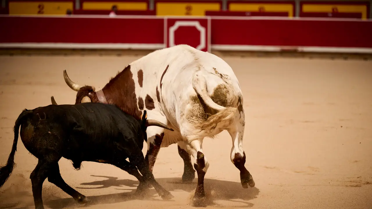 Toros en familia en la Plaza de Toros de Pamplona con Pablo Hernández, Aarón Navas, Francisco Jiménez y el torero Román como comentarista. PABLO LASAOSA