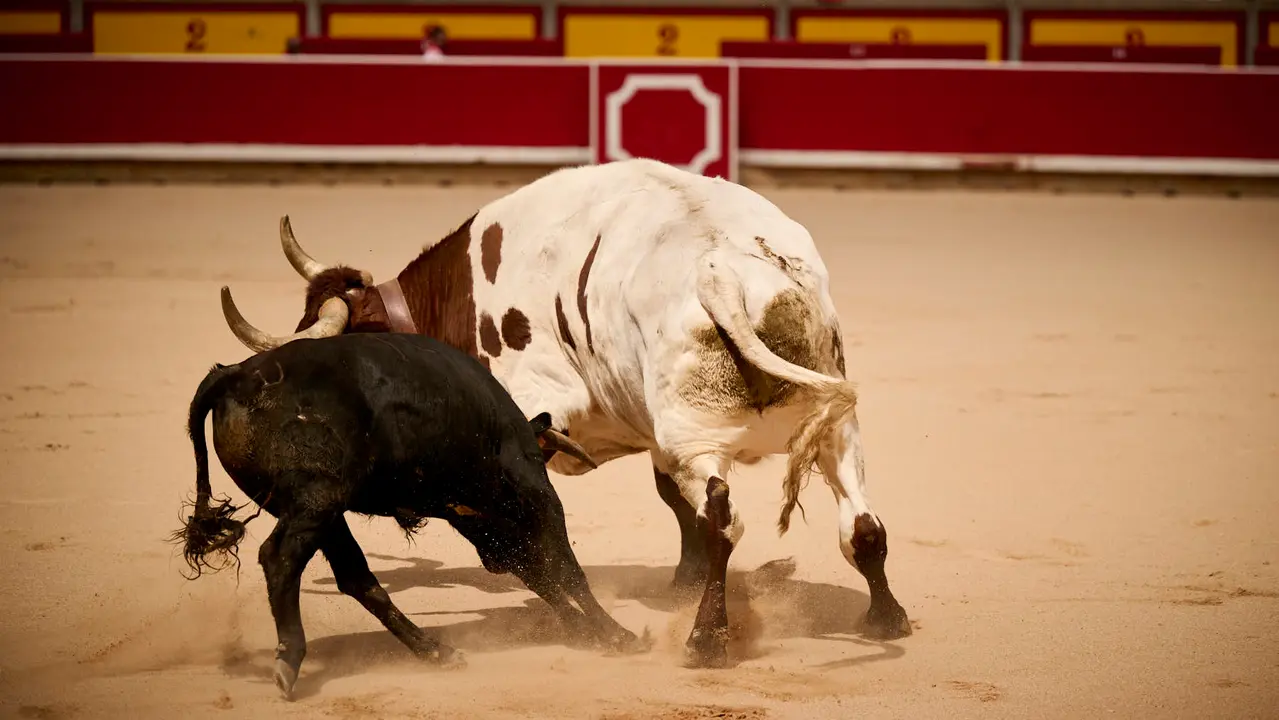 Toros en familia en la Plaza de Toros de Pamplona con Pablo Hernández, Aarón Navas, Francisco Jiménez y el torero Román como comentarista. PABLO LASAOSA
