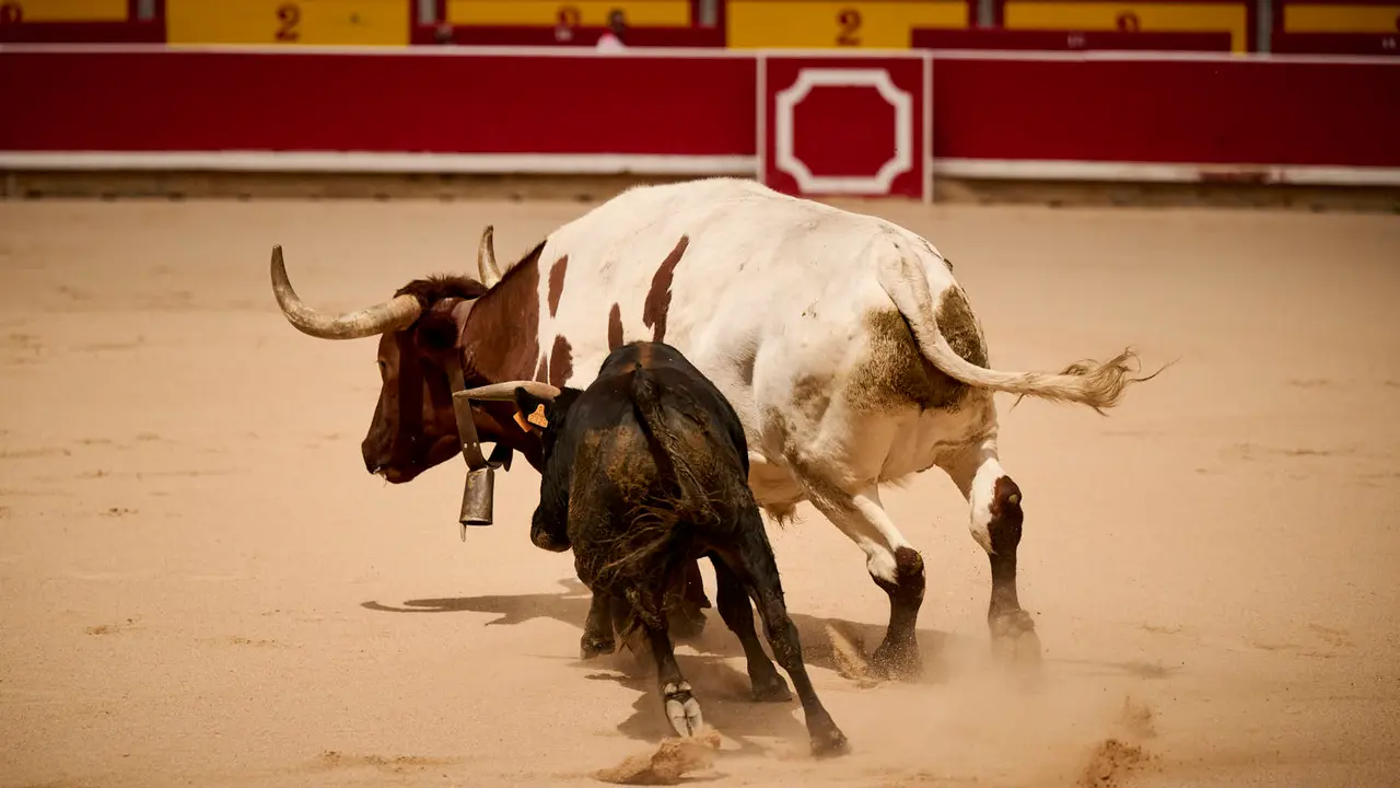 Toros en familia en la Plaza de Toros de Pamplona con Pablo Hernández, Aarón Navas, Francisco Jiménez y el torero Román como comentarista. PABLO LASAOSA