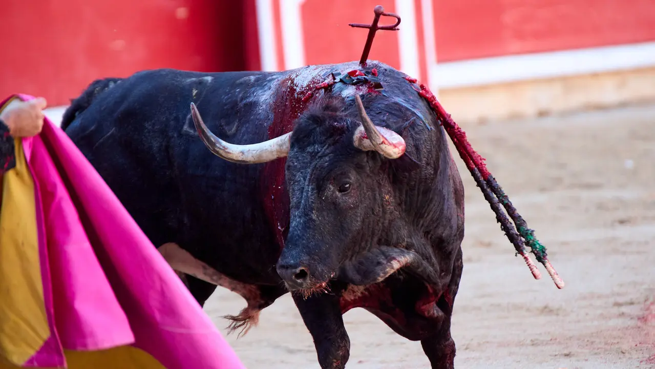 Segunda corrida de la Feria del Toro de San Fermín 2025 con toros de Cebada Gago para Antonio Ferrera, Pepe Moral y Román. IÑIGO ALZUGARAY