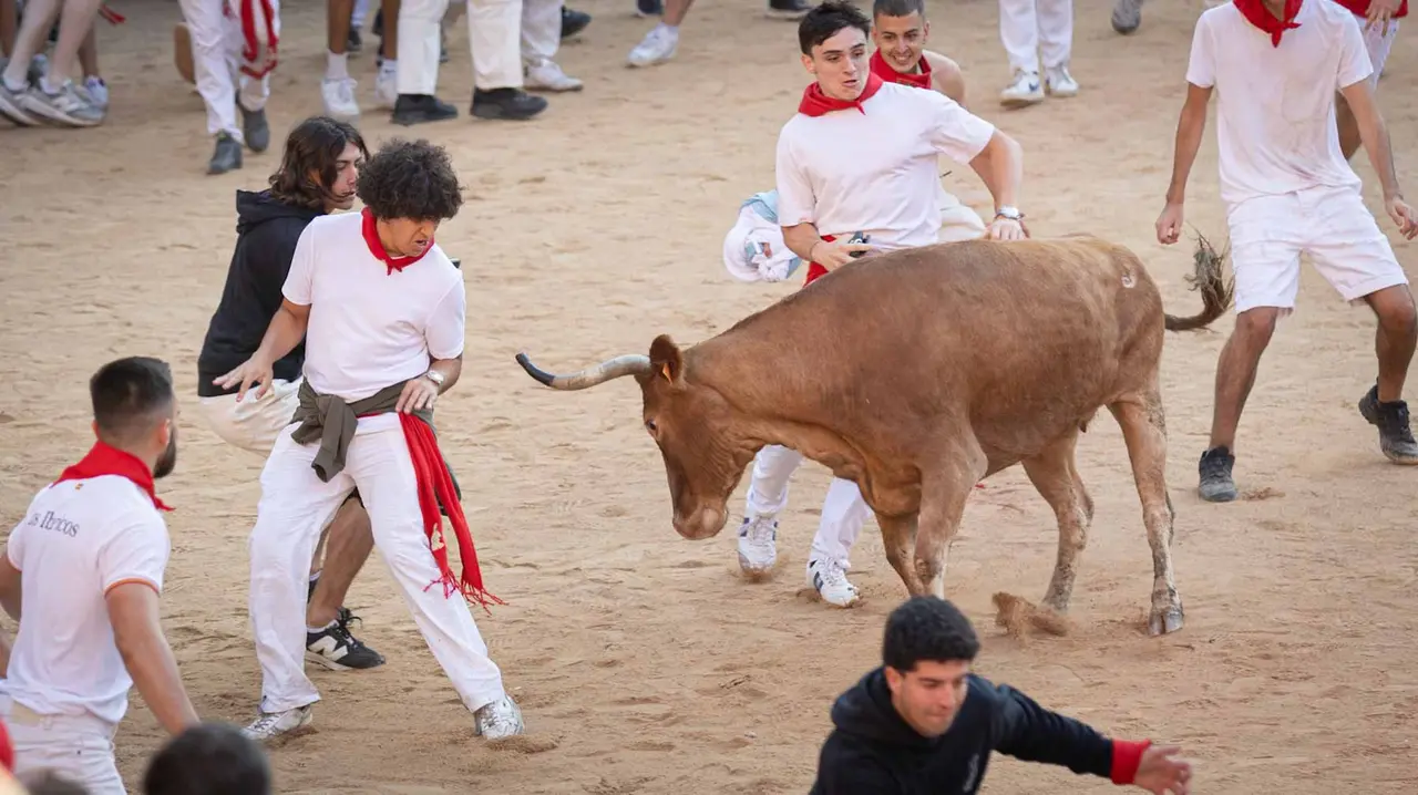 Suelta de vaquillas tras el tercer encierro de San Fermín en Pamplona.. Maite H. Mateo.-08