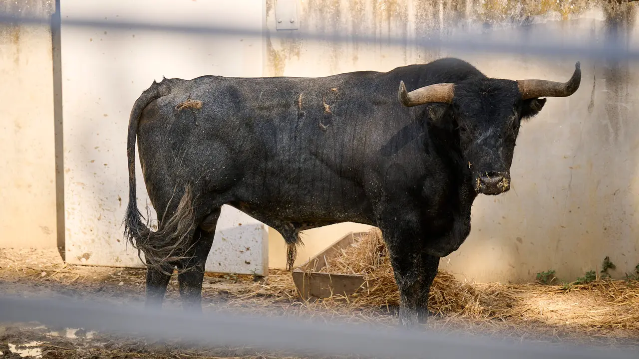 El toro 'Lunares' (nº 18) de la ganadería de Miura (14 de julio), cárdeno oscuro, y de 620 kilos de peso, en los Corrales del Gas de Pamplona para San Fermín 2025.