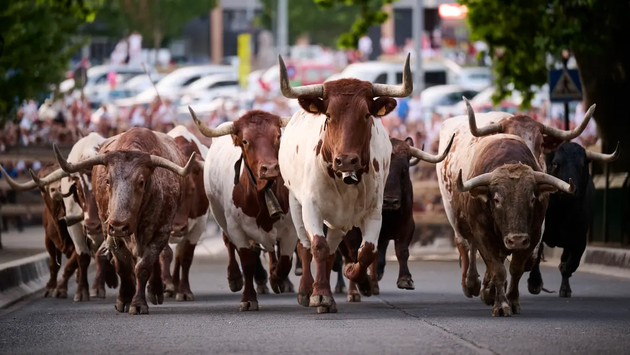 Encierrillo con los toros de Victoriano del Río durante San Fermín 2025. PABLO LASAOSA