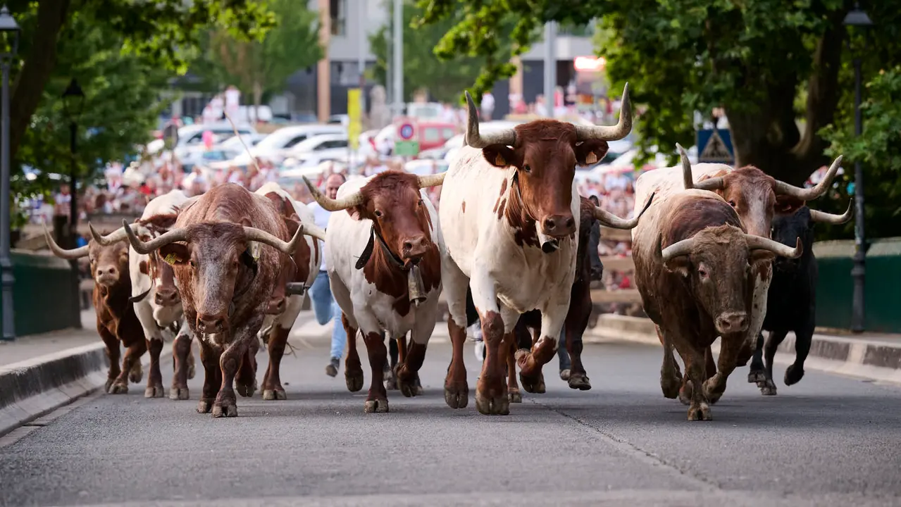 Encierrillo con los toros de Victoriano del Río durante San Fermín 2025. PABLO LASAOSA