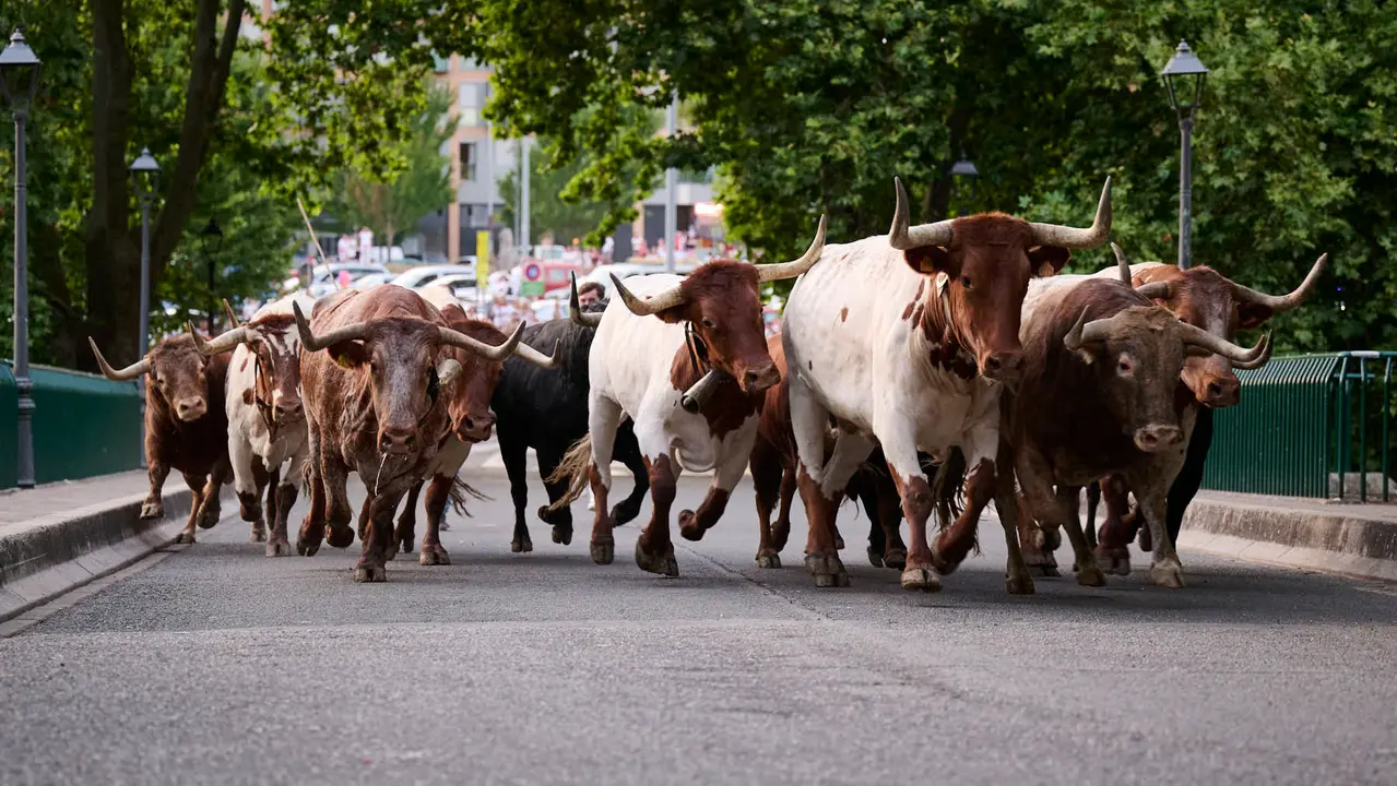 Encierrillo con los toros de Victoriano del Río durante San Fermín 2025. PABLO LASAOSA