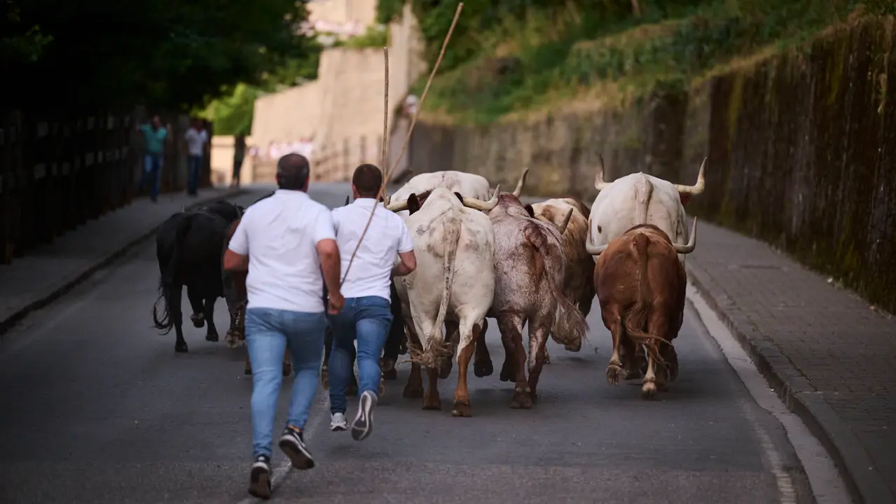 Encierrillo con los toros de Victoriano del Río durante San Fermín 2025. PABLO LASAOSA