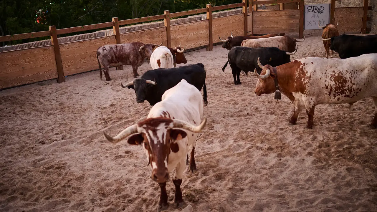 Encierrillo con los toros de Victoriano del Río durante San Fermín 2025. PABLO LASAOSA