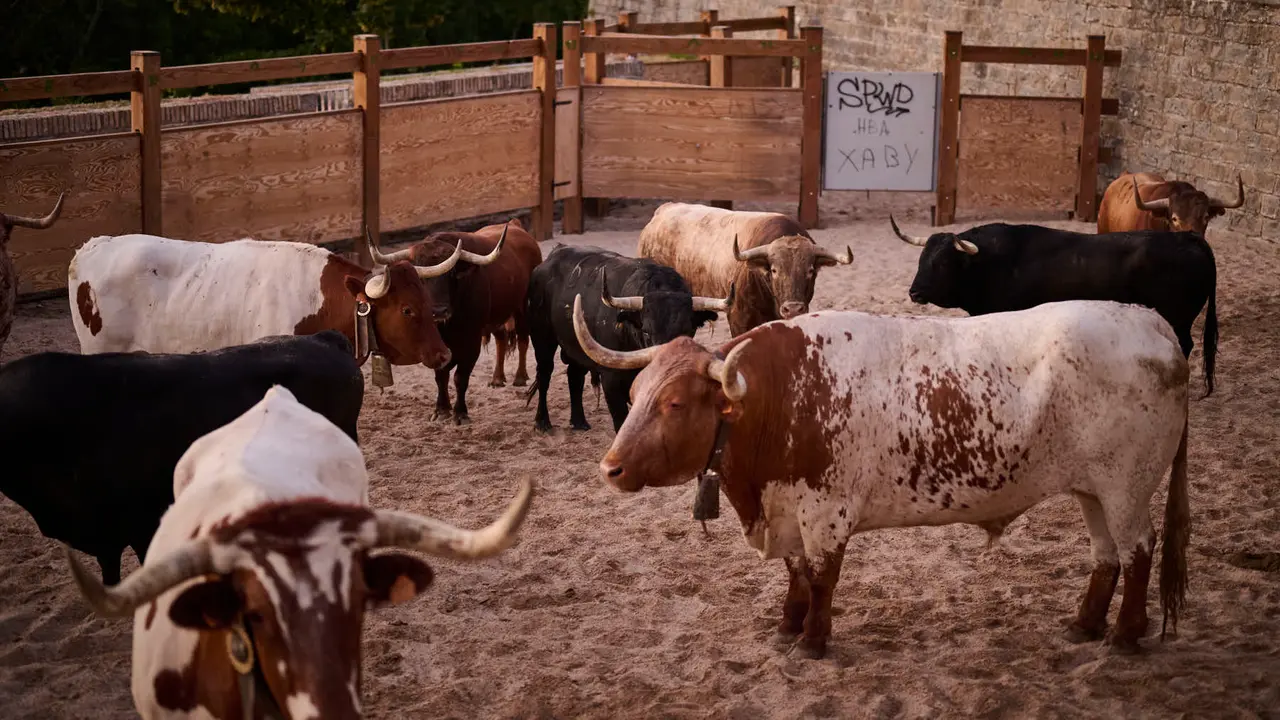 Encierrillo con los toros de Victoriano del Río durante San Fermín 2025. PABLO LASAOSA