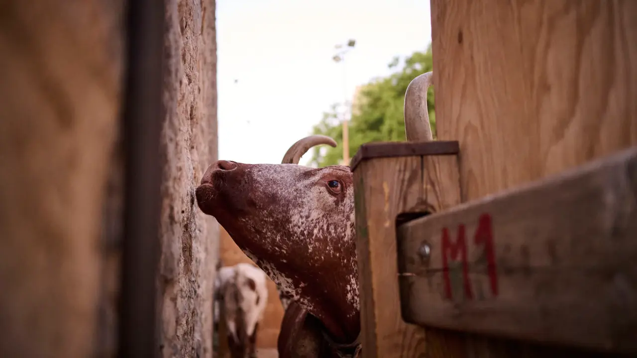 Encierrillo con los toros de Victoriano del Río durante San Fermín 2025. PABLO LASAOSA