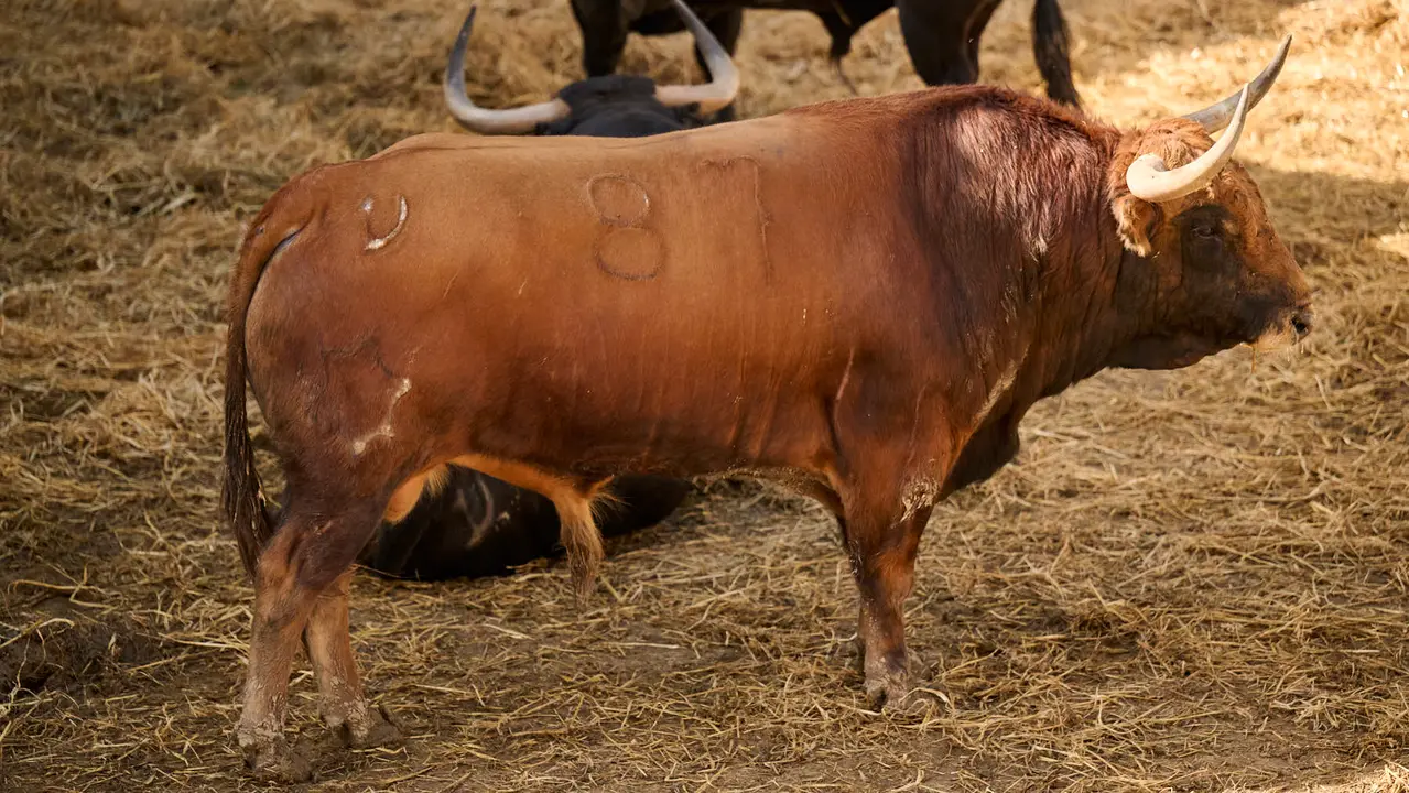 El toro 'Sibarita' (nº 87) de la ganadería de Jandilla (11 de julio), castaño, y de 550 kilos de peso, en los Corrales del Gas de Pamplona para San Fermín 2025. PABLO LASAOSA