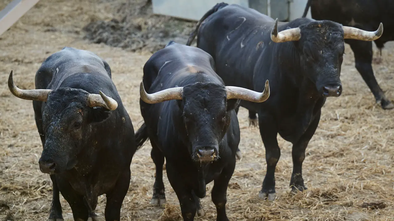 Toros de la ganadería de Miura (encierro del 14 de julio) en los Corrales del Gas preparados para San Fermín 2025. PABLO LASAOSA