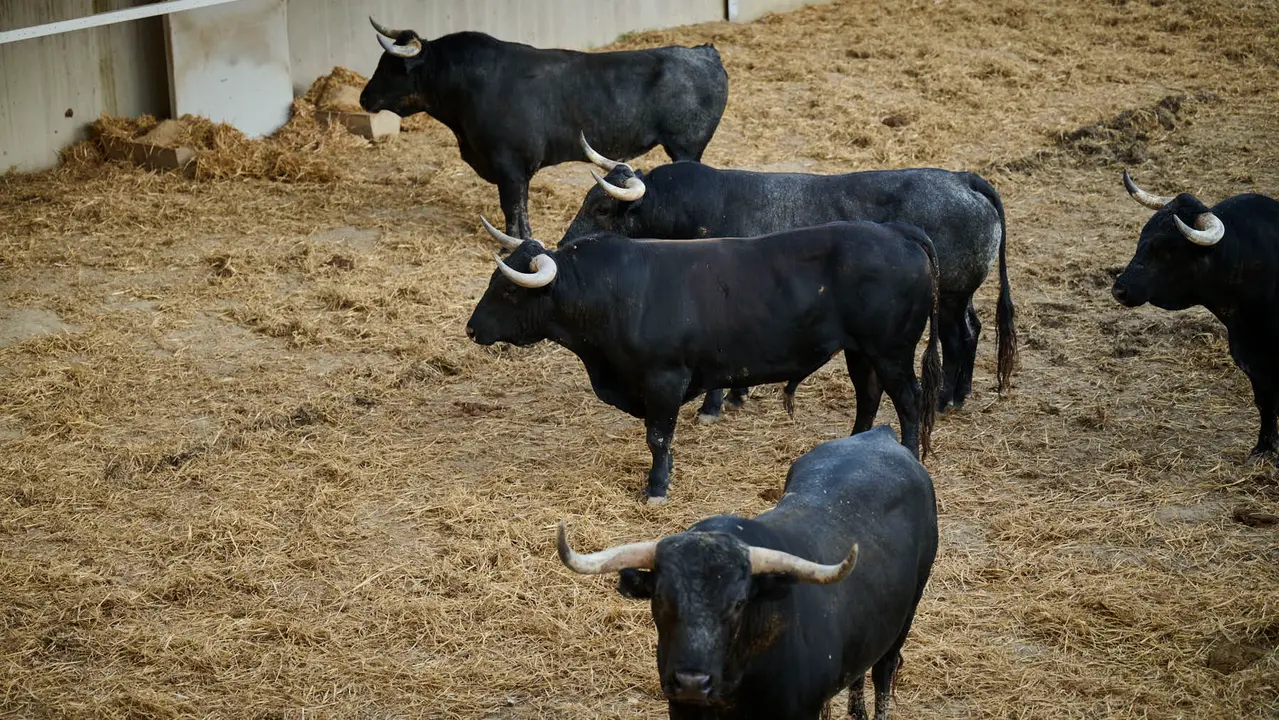 Toros de la ganadería de Miura (encierro del 14 de julio) en los Corrales del Gas preparados para San Fermín 2025. PABLO LASAOSA