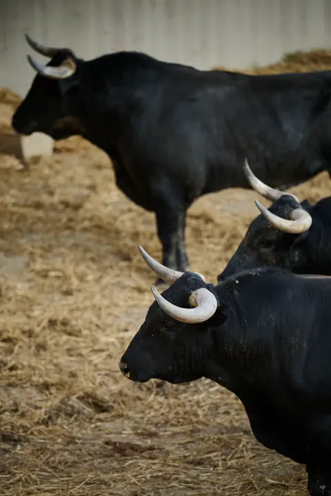 Toros de la ganadería de Miura (encierro del 14 de julio) en los Corrales del Gas preparados para San Fermín 2025. PABLO LASAOSA