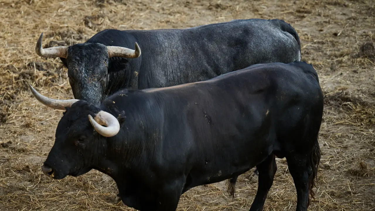 Toros de la ganadería de Miura (encierro del 14 de julio) en los Corrales del Gas preparados para San Fermín 2025. PABLO LASAOSA