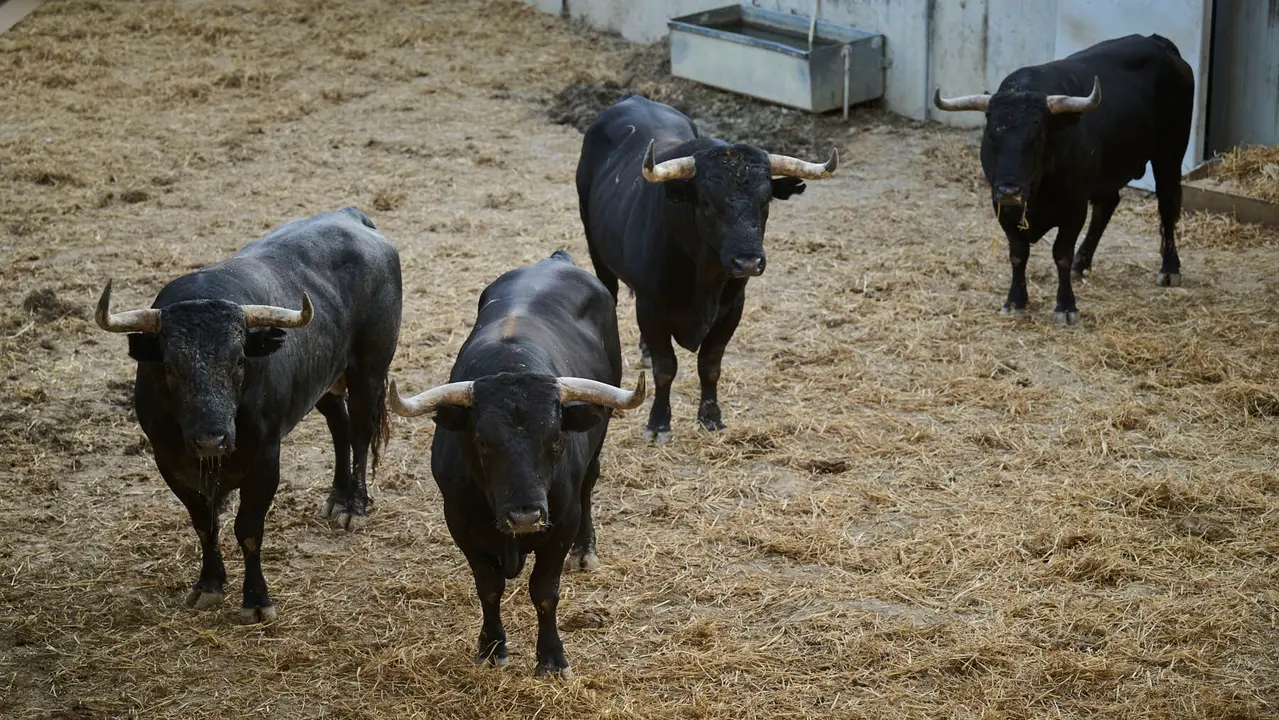 Toros de la ganadería de Miura (encierro del 14 de julio) en los Corrales del Gas preparados para San Fermín 2025. PABLO LASAOSA