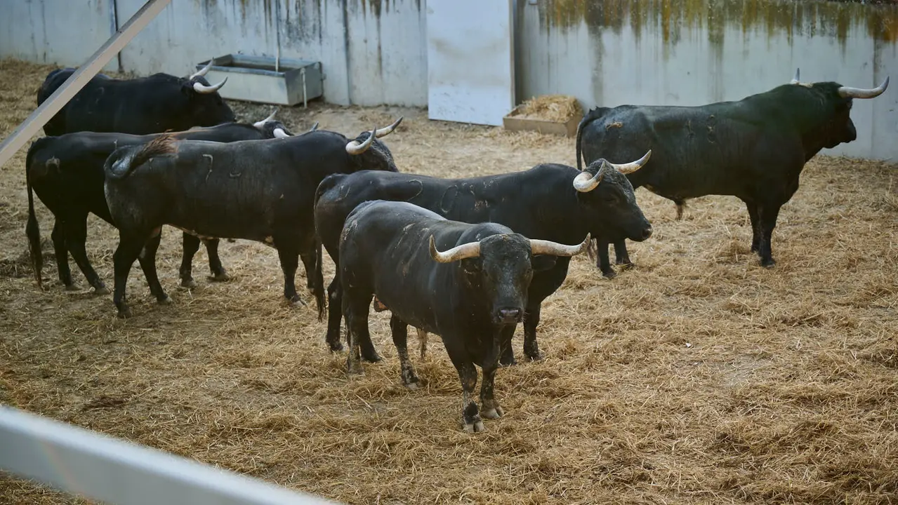 Toros de la ganadería de Miura (encierro del 14 de julio) en los Corrales del Gas preparados para San Fermín 2025. PABLO LASAOSA