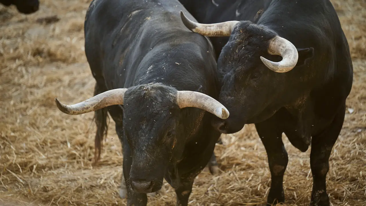 Toros de la ganadería de Miura (encierro del 14 de julio) en los Corrales del Gas preparados para San Fermín 2025. PABLO LASAOSA