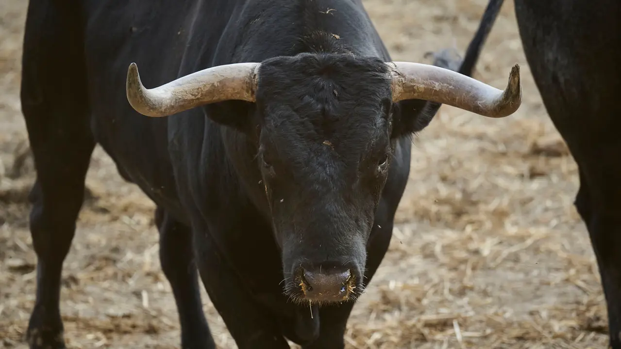 El toro 'Luminario' (nº 15) de la ganadería de Miura (14 de julio), negro mulato listón bragado con lunar en el pecho, y de 595 kilos de peso, en los Corrales del Gas de Pamplona para San Fermín 2025.
PABLO LASAOSA