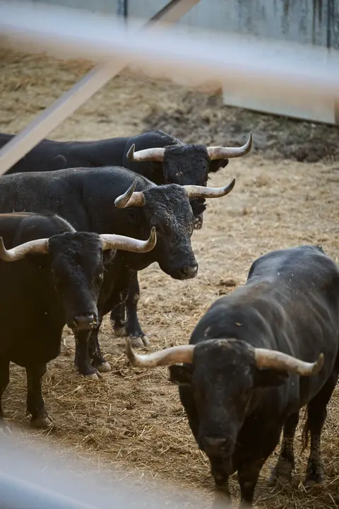 Toros de la ganadería de Miura (encierro del 14 de julio) en los Corrales del Gas preparados para San Fermín 2025. PABLO LASAOSA
