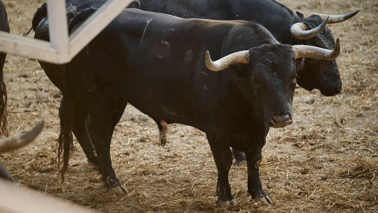 El toro 'Luminario' (nº 15) de la ganadería de Miura (14 de julio), negro mulato listón bragado con lunar en el pecho, y de 595 kilos de peso, en los Corrales del Gas de Pamplona para San Fermín 2025.
PABLO LASAOSA