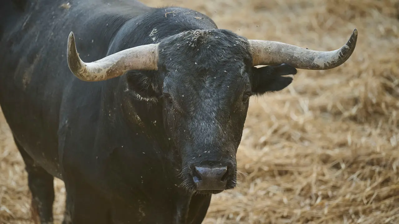 El toro 'Chinelo' (nº 17) de la ganadería de Miura (14 de julio), cárdeno oscuro, y de 575 kilos de peso, en los Corrales del Gas de Pamplona para San Fermín 2025. PABLO LASAOSA