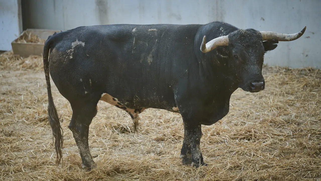 El toro 'Chinelo' (nº 17) de la ganadería de Miura (14 de julio), cárdeno oscuro, y de 575 kilos de peso, en los Corrales del Gas de Pamplona para San Fermín 2025. PABLO LASAOSA