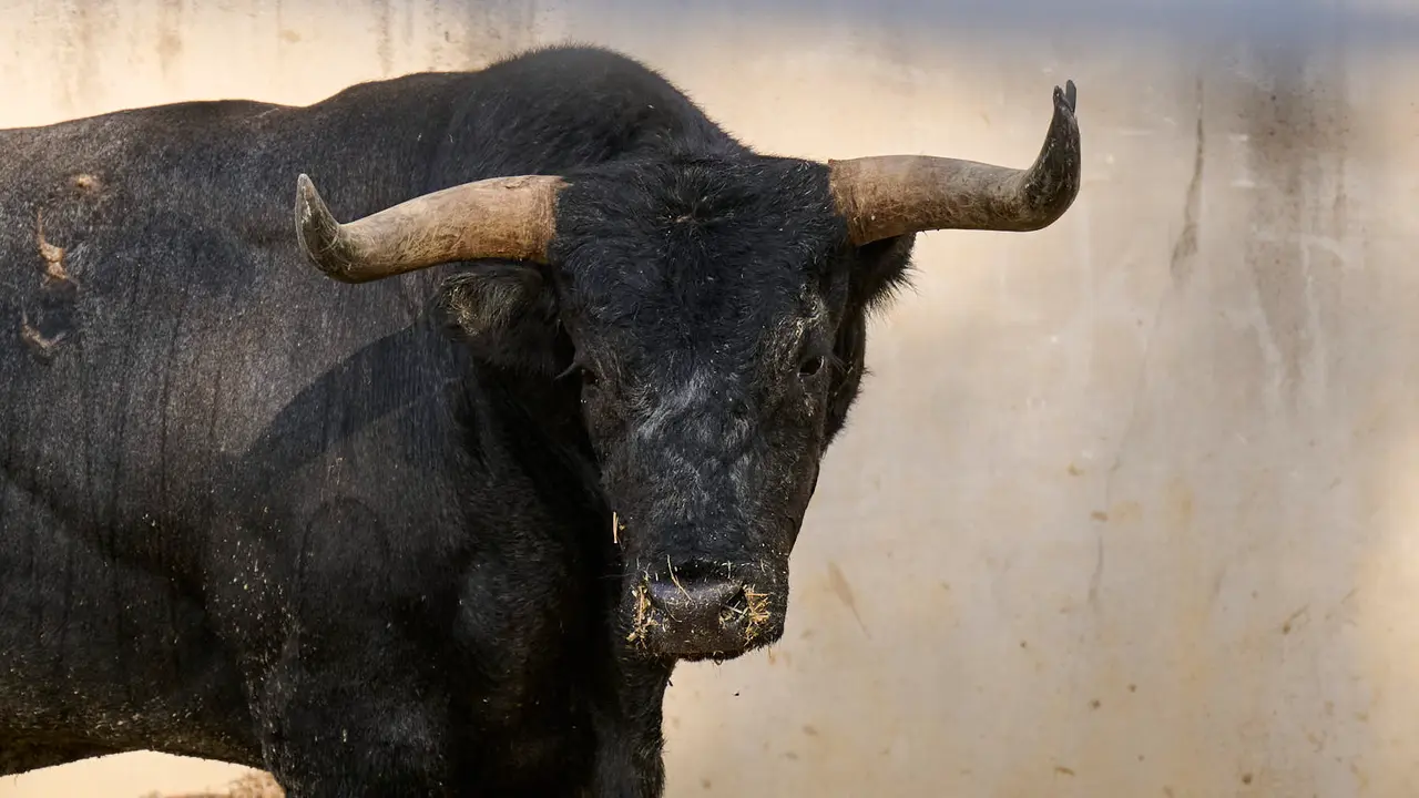 El toro 'Lunares' (nº 18) de la ganadería de Miura (14 de julio), cárdeno oscuro, y de 620 kilos de peso, en los Corrales del Gas de Pamplona para San Fermín 2025.