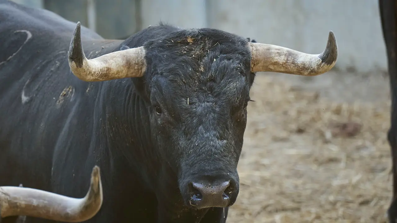 El toro 'Embajador' (nº 20) de la ganadería de Miura (14 de julio), cárdeno oscuro, y de 610 kilos de peso, en los Corrales del Gas de Pamplona para San Fermín 2025. PABLO LASAOSA