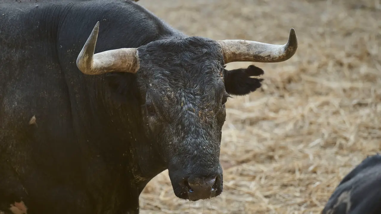 El toro 'Andaluz' (nº 74) de la ganadería de Miura (14 de julio), cárdeno oscuro, y de 560 kilos de peso, en los Corrales del Gas de Pamplona para San Fermín 2025. PABLO LASAOSA