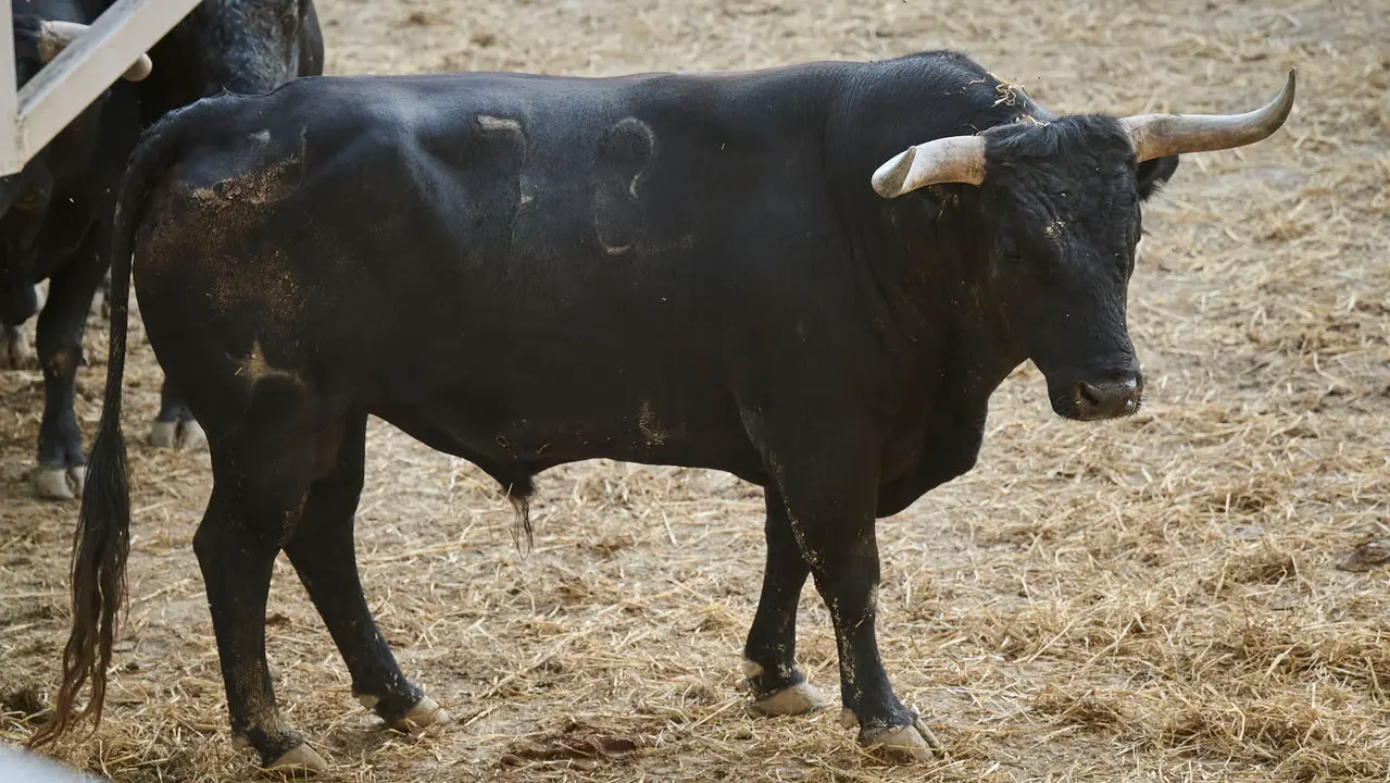 El toro 'Divorciado' (nº 73) de la ganadería de Miura (14 de julio), negro zaino, y de 595 kilos de peso, en los Corrales del Gas de Pamplona para San Fermín 2025. PABLO LASAOSA