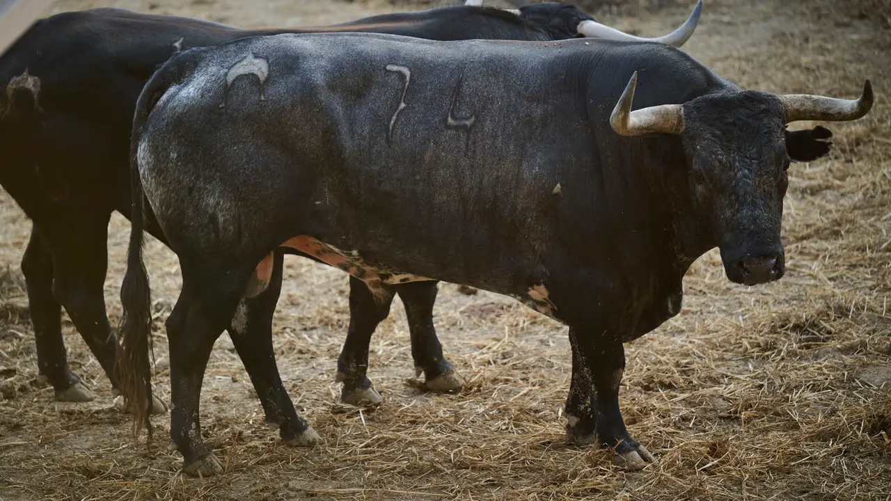 El toro 'Andaluz' (nº 74) de la ganadería de Miura (14 de julio), cárdeno oscuro, y de 560 kilos de peso, en los Corrales del Gas de Pamplona para San Fermín 2025. PABLO LASAOSA