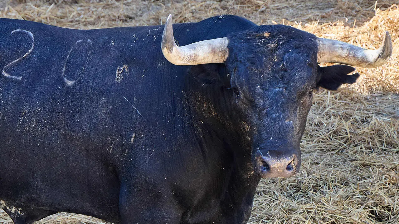 El toro 'Embajador' (nº 20) de la ganadería de Miura (14 de julio), cárdeno oscuro, y de 610 kilos de peso, en los Corrales del Gas de Pamplona para San Fermín 2025. IÑIGO ALZUGARAY