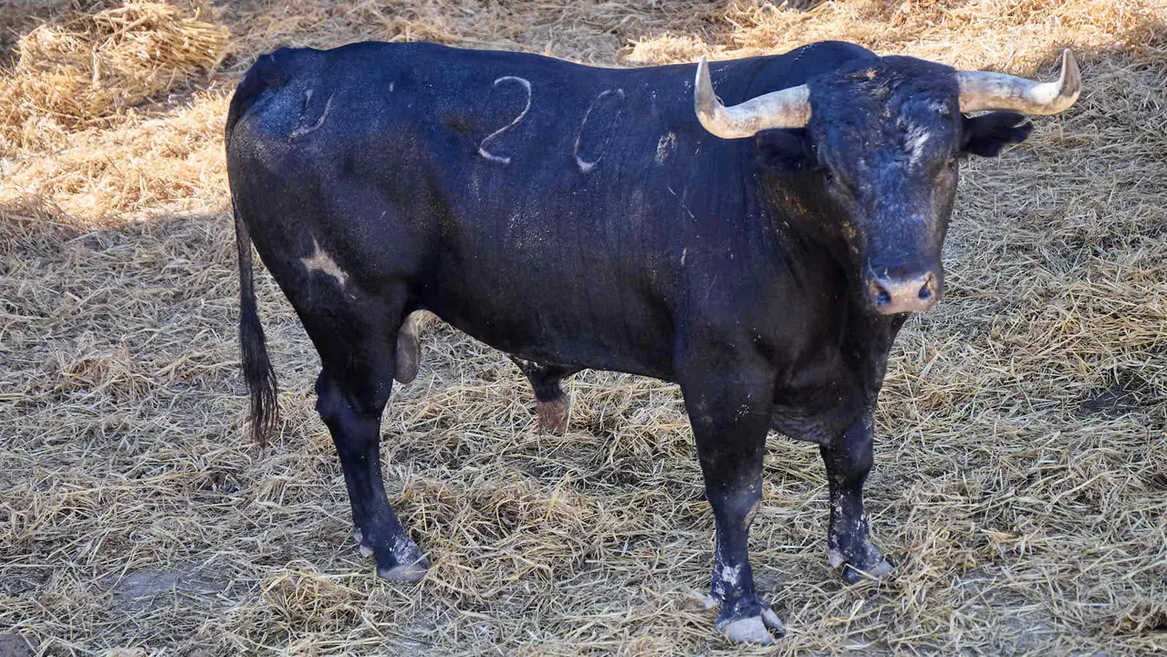 El toro 'Embajador' (nº 20) de la ganadería de Miura (14 de julio), cárdeno oscuro, y de 610 kilos de peso, en los Corrales del Gas de Pamplona para San Fermín 2025. IÑIGO ALZUGARAY