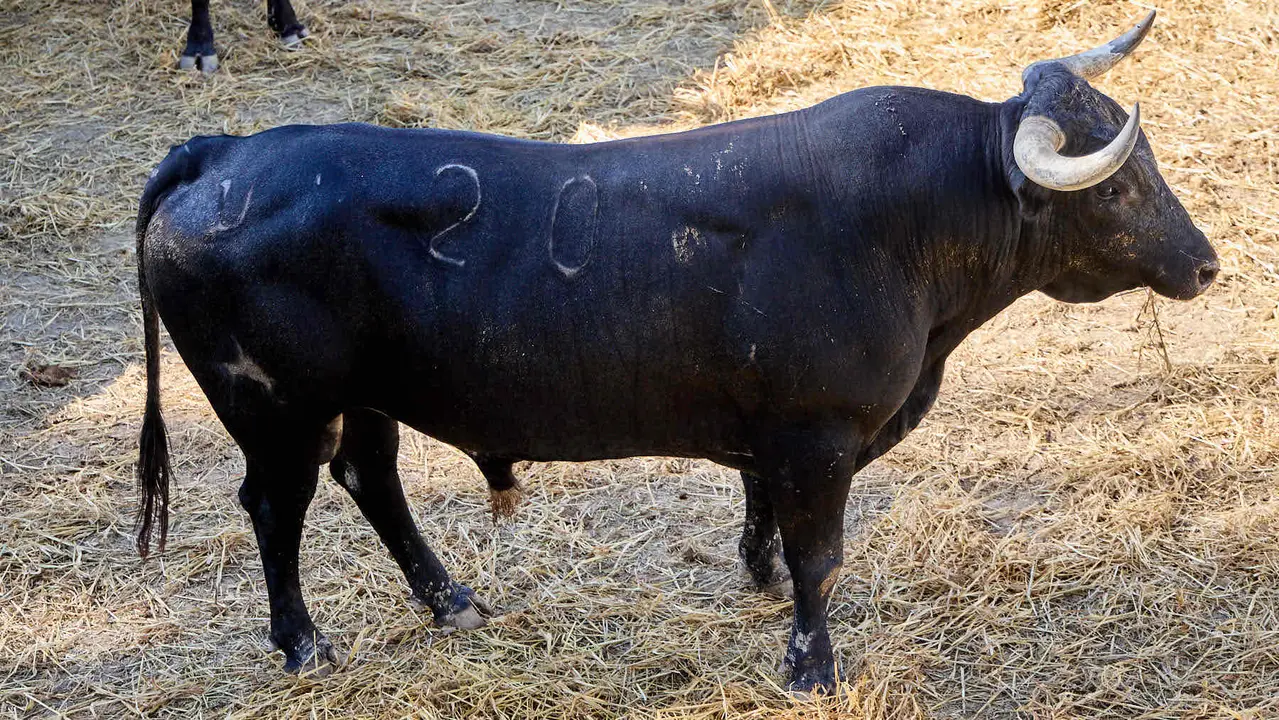El toro 'Embajador' (nº 20) de la ganadería de Miura (14 de julio), cárdeno oscuro, y de 610 kilos de peso, en los Corrales del Gas de Pamplona para San Fermín 2025. IÑIGO ALZUGARAY