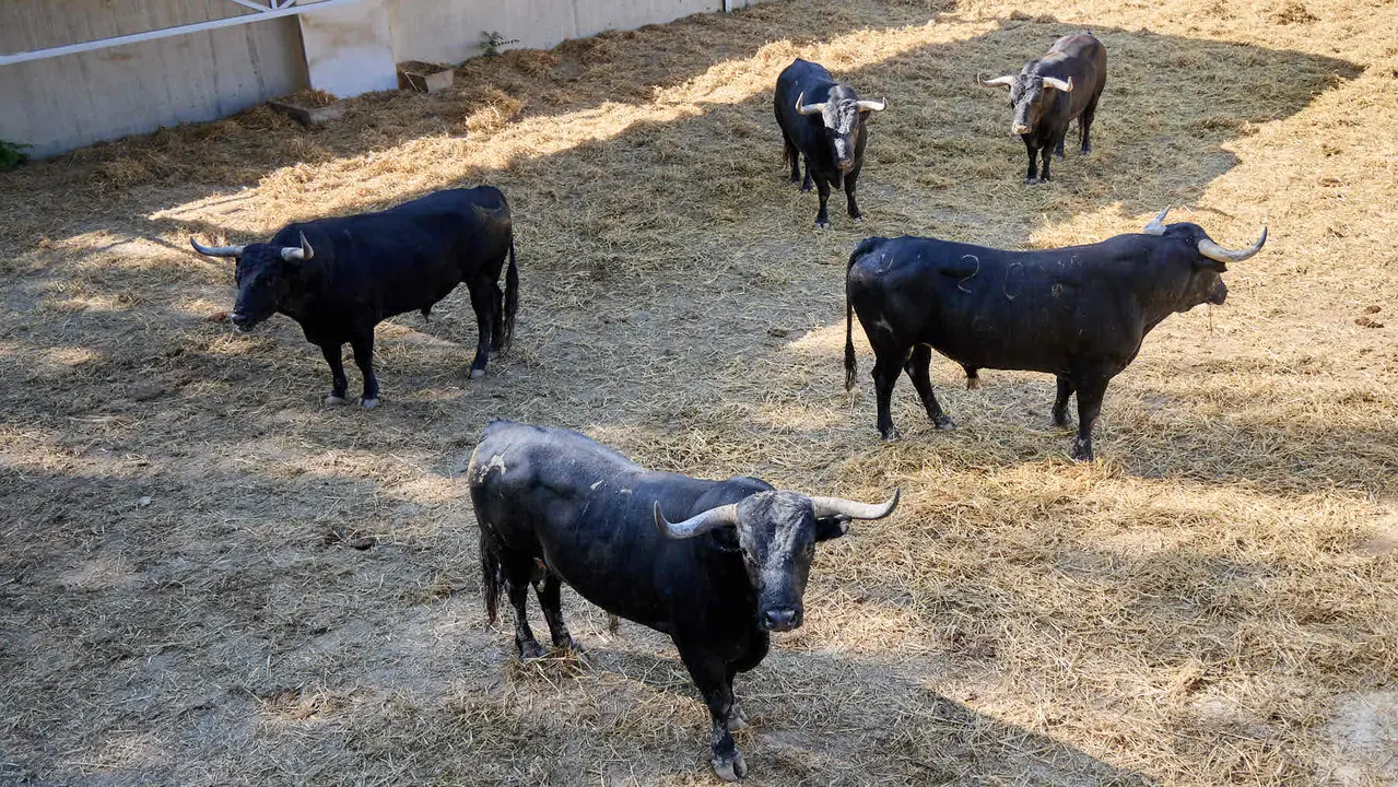 Toros de la ganadería de Miura (encierro del 14 de julio) en los Corrales del Gas preparados para San Fermín 2025. IÑIGO ALZUGARAY