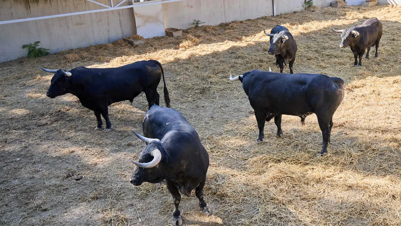 Toros de la ganadería de Miura (encierro del 14 de julio) en los Corrales del Gas preparados para San Fermín 2025. IÑIGO ALZUGARAY