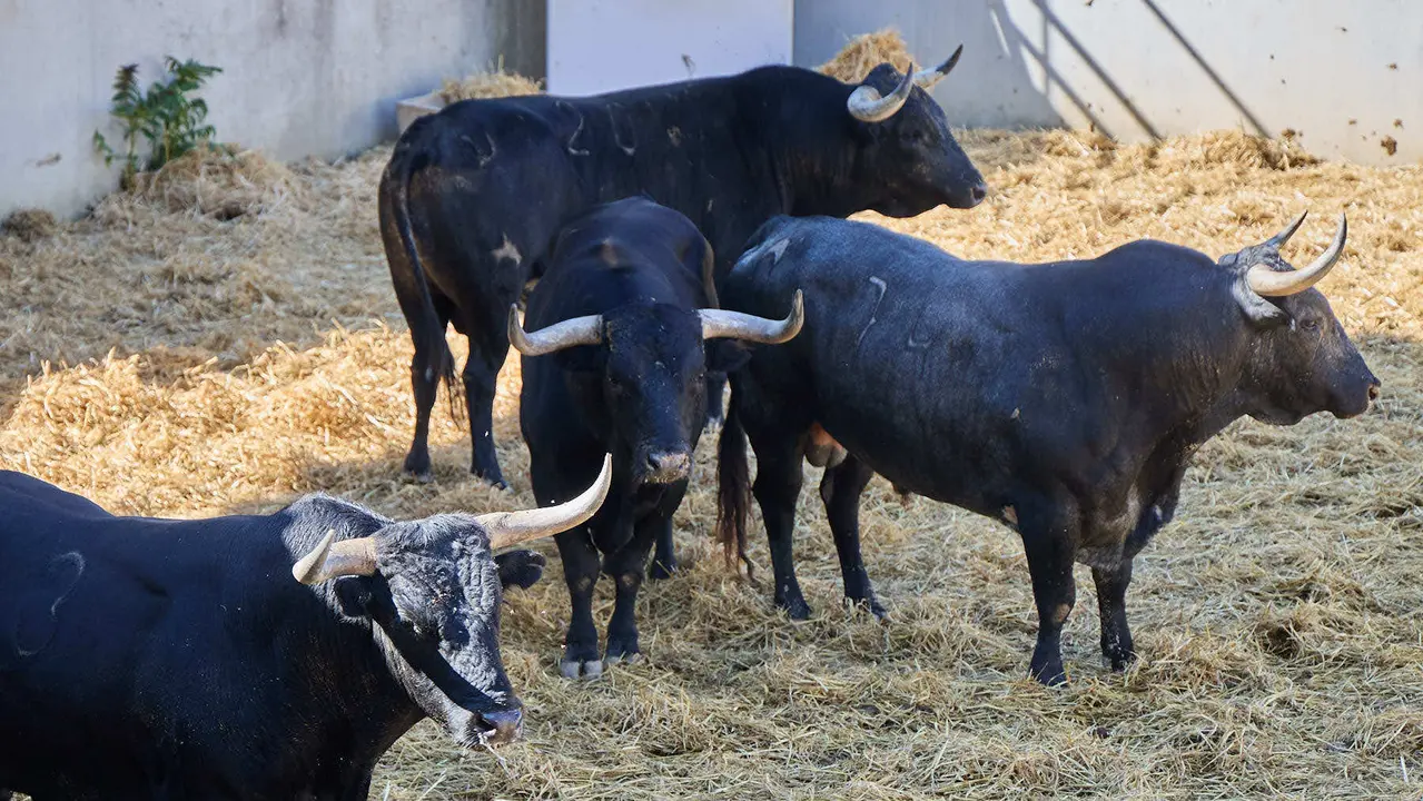Toros de la ganadería de Miura (encierro del 14 de julio) en los Corrales del Gas preparados para San Fermín 2025. IÑIGO ALZUGARAY