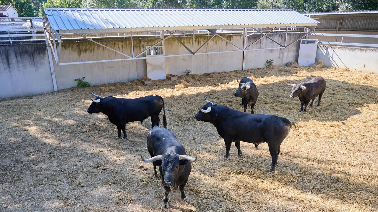 Toros de la ganadería de Miura (encierro del 14 de julio) en los Corrales del Gas preparados para San Fermín 2025. IÑIGO ALZUGARAY